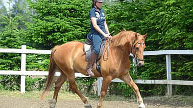 Die Skala der Ausbildung