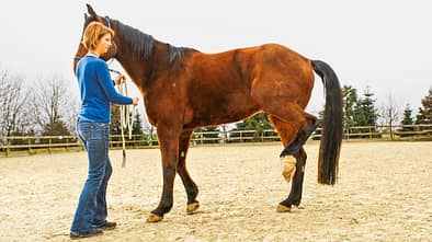 CAVALLO Medizin-Kompendium Hahnentritt Medizin-Kompendium Hahnentritt