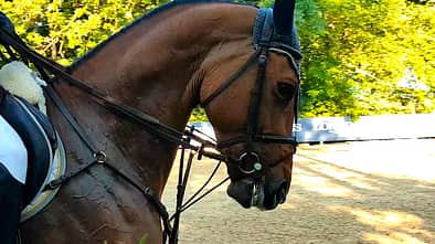 Zusammengezogenes Pferd mit Schlaufzügeln