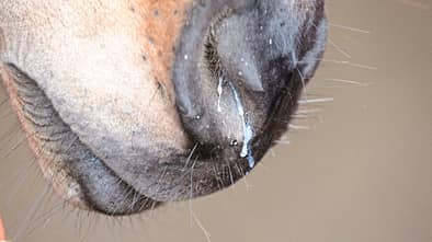 CAVALLO Medizin Kompendium Equine Influenza Medizin Kompendium Equine Influenza
