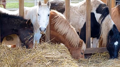 Stallsuche der Profis