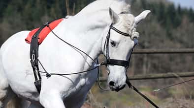 CAVALLO Tacheles-Diskussion 