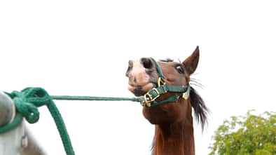 Pferd in Panik am Anbinder 