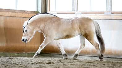 CAVALLO Winterzeit, Freilaufzeit