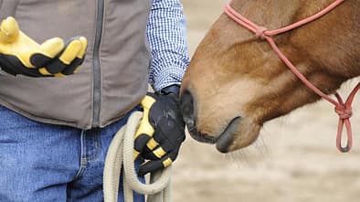 Männerhände und Pferd mit Knotenhalfter 