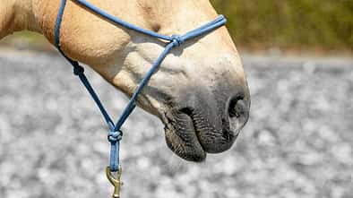 Pferdenase mit Knotenhalfter