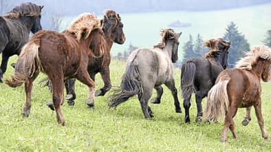 Verhaltendebatte - Sind Pferde Rassisten? 