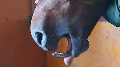 Pferd mit im Maul verkeilten Hufeisen 