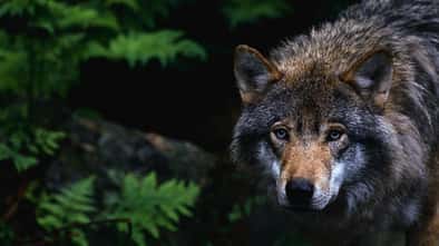 Wolf auf der Jagd 