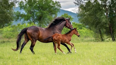 Pferd mit Fohlen auf der Weide 