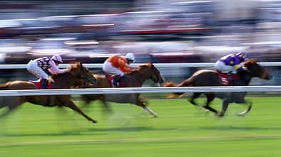 Pferde während eines Galopprennens 