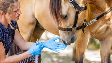 Frau neben Pferd zieht Gummihandschuhe an