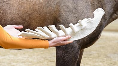 Brustbein, Brustkorb, Anatomie, Knochen, Skelett Brustbein Pferd