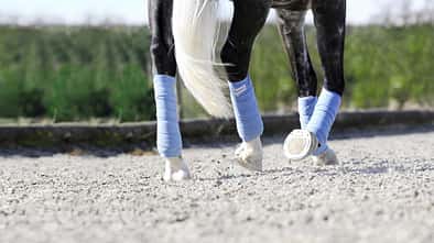 Bandagierte Pferdebeine auf Dressurplatz