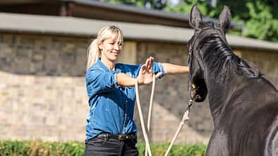 CAVALLO HIlfe bei Dränglern