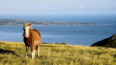 CAVALLO Bergponys in Wales