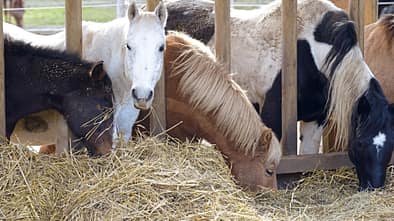 CAVALLO Fütterung nach Maß