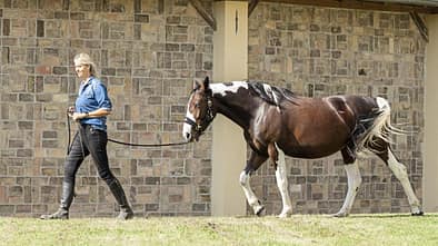 CAVALLO Katja Schnabel zeigt Signale, die zum Folgen animieren