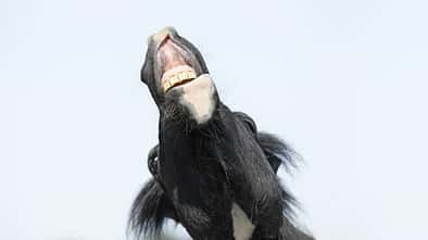 CAVALLO Trainingsmythen