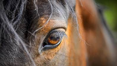 CAVALLO Dossier Lebensqualität