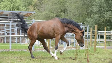 Ein Pferd gerät auf der Weide ins Schwanken, was auf einen Schlaganfall hindeutet