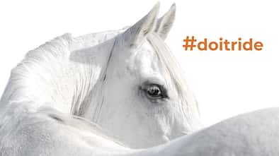 Schimmel als Freisteller mit dem #doitride-Schriftzug