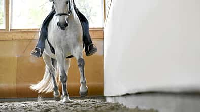 CAVALLO Kreatives Ecken-Training