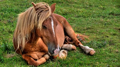 CAVALLO Wieder-Aufbau: Darmsanierung