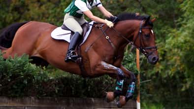 Braunes Pferd über dem Sprung bei einem Vielseitigkeitsturnier