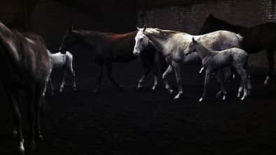 Pferde in der Dunkelheit
