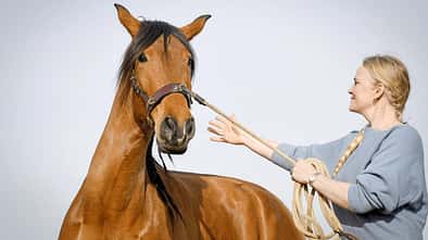 CAVALLO hochsensible Pferde CAVALLO hochsensible Pferde