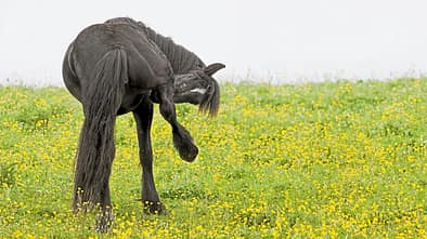 CAVALLO Das juckt uns nicht mehr