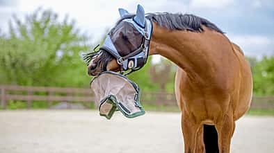 CAVALLO Fliegenmasken im Test CAVALLO Fliegenmasken im Test