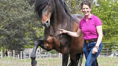 CAVALLO Freie Kommunikation, Spanischer Schritt auf der Weide CAVALLO Freie Kommunikation, Spanischer Schritt auf der Weide