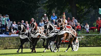 Hengstparade in Neustadt (Dosse)