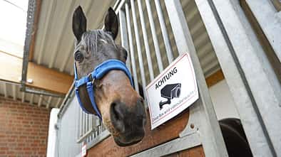 CAVALLO Überwachungskameras, Pferd in Pferdebox mit Kameraüberwachungsschild, Pferd schaut aus Box