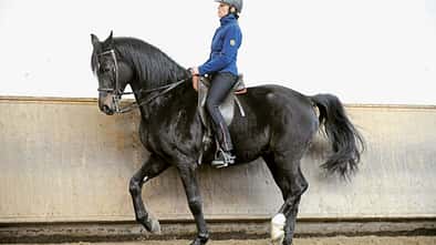 CAVALLO Schub-und-Tragkraft, Reiterin auf Pferd in Reithalle, Piaffe