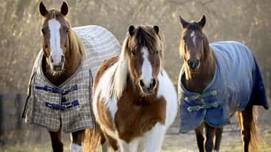 CAVALLO Pferdedecken-Spezial, 3 Pferde im Herbst, zwei mit Decken und eins ohne mit Winterfell