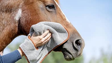 CAVALLO Himmlisch für Putzteufel, Mikrofaser-Tücher von fens, Pferdekopf wird an Wange mit Mikrofasertuch abgewischt CAVALLO Himmlisch für Putzteufel, Mikrofaser-Tücher von fens, Pferdekopf wird an Wange mit Mikrofasertuch abgewischt