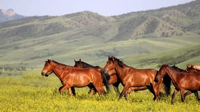 Eine Herde Pferde läuft über die Wiese