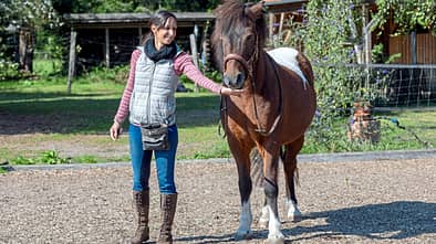 CAVALLO Höflich auf Click, Clickertraining, Frau hält Hand mit Leckerli dem Pony hin