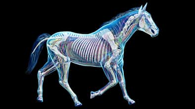 CAVALLO Doktor KI, Illustration mit Skelett und Adern vom Pferd CAVALLO Doktor KI, Illustration mit Skelett und Adern vom Pferd
