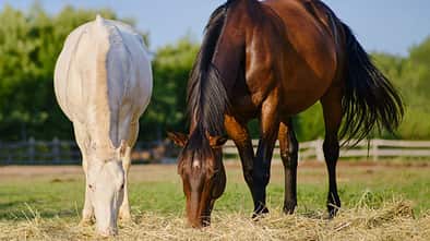 CAVALLO Futter für den Magen, Schimmel und braunes Pferd stehen und futtern auf Wiese Weide