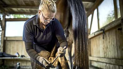 CAVALLO Hufbearbeiter, Hufschmied, Frau bearbeitet hinteren Huf