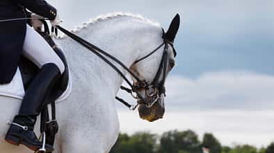 Schimmel auf Kandare mit Reiter