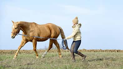 Eine Frau longiert ihr Pferd am Kappzaum auf einer Wiese