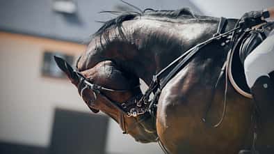 Pelhalm, Hyperflexion, Rollkur, Tierquälerei, Tierschutz, Missbrauch, Reitsport, Schmerzen, falsches Reiten Braunes Springpferd wird vom Reiter mit dem Kopf nach unten gezogen, sodass es sich in die Brust beißt.