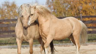 Zwei Ponys, die sich einander auf dem Reitplatz annähern