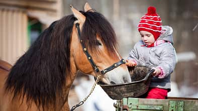 Winterfütterung, Kind und Pferd, Pferdefütterung im Winter, Kinderpony, Pferdeliebe, Ponyliebe Ein Kleinkind mit Mütze füttert braunes Pferd aus einer Schüssel.