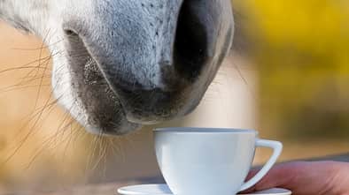 Ein Pferd riecht an einer Teetasse, die man ihm hinhält. 